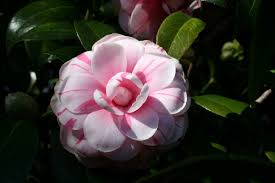 Hint Of Citrus Camellia Season Camellia Planting Flowers Flowers