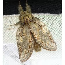 Image result for Peridea anceps