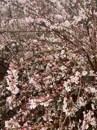 Image result for Spiraea thunbergii