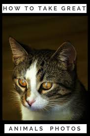 7 Tips How To Take Great Animals Photos Therunaway Animal Photography Animal Photo Animals