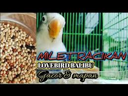 Rekomendasi pakan burung lovebird yang terakhir adalah pakan dengan merk gold coin lovebird yang merupakan salah satu pakan yang memiliki kualitas baik dan banyak dipakai. Sedikit Tips Pakan Racikan Balibu Lomba Agar Rajin Ngekek Mapan Di Gantangan By Kicau Viral