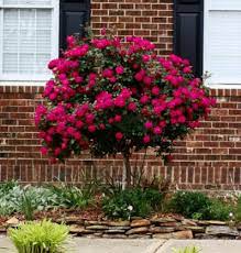 Knock Out Rose Tree Knockout Rose Tree Knockout Roses Rose Trees