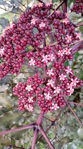 Image result for Leea guineensis