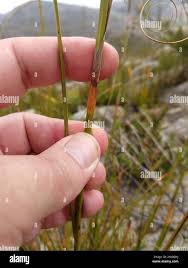 Image result for Tetraria