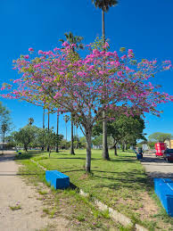 Image result for Handroanthus