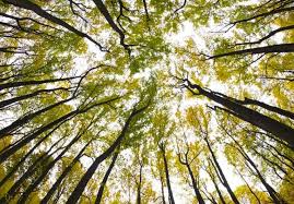 In botany, a tree is a perennial plant with an elongated stem, or trunk, supporting branches and leaves in most species. Mechanical Trees To Capture Co2 Industry Europe
