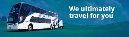 The greyhound breeding and racing database. Greyhound Luxury Transport Travel 2 Cape Town South Africa