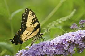 We did not find results for: Butterfly Bush Alternatives For Environmentally Friendly Gardeners
