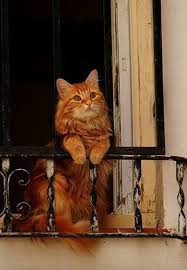Chat Cat And Various Information About Cats Www Thecatniptimes Com Katzen Susse Hunde Und Katzen Ausgestopftes Tier