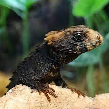 Pin On Ideas Everything Pets