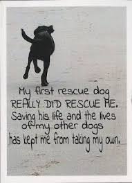 Does Anyone Else Read Postsecret Rescue Dog Quotes Shelter Dog Quotes Rescue Dogs