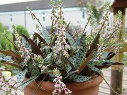 It does best on a bright place with some morning and/or evening sun. Pin On Plant Varieties To Love