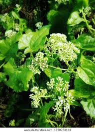 Image result for Mikania cordata
