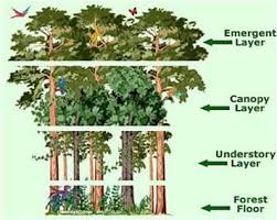 Plants Of The Tropical Rainforest Rainforest Biome Rainforest Activities Rainforest Project