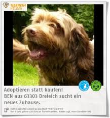 Mehr als 300 tiere leben in takis shelter im südosten der insel kreta, in ierapetra, hat takis proestakis eine zuflucht für tiere geschaffen. Ben Ist Ein Wahnsinnig Gutmutiger Kerl Der Fruher Seniorenheime Besuche Und Jetzt Im Tierheim Dreieich Auf Ein Tierheim Tiere Suchen Ein Zuhause Kleine Tiere