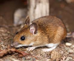 Here are some suggestions for annuals: Deer Mouse Miller Pest Control