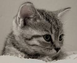 Black And White Striped Cat Gray Striped Tabby Kitten Baby Cats Tabby Kitten Cats And Kittens