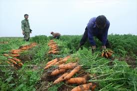 Resultado de imagen para CULTIVO DE ZANAHORIA