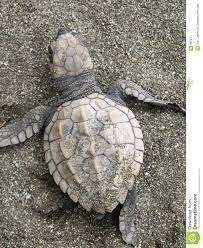 Kemp's ridley sea turtle ( lepidochelys kempii ), or the atlantic ridley sea turtle , is the rarest species of sea turtle and is critically endangered. Information About Sea Turtles Kemp S Ridley Sea Turtle Olive Ridley Sea Turtle Baby Sea Turtles