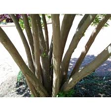 Image result for Embelia xylocarpa