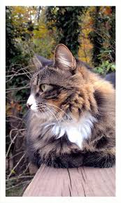 Pictures Of Domestic Long Hair Cat Breed Long Hair Cat Breeds Serious Cat Long Haired Cats