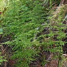 Image result for Lycopodiella cernua