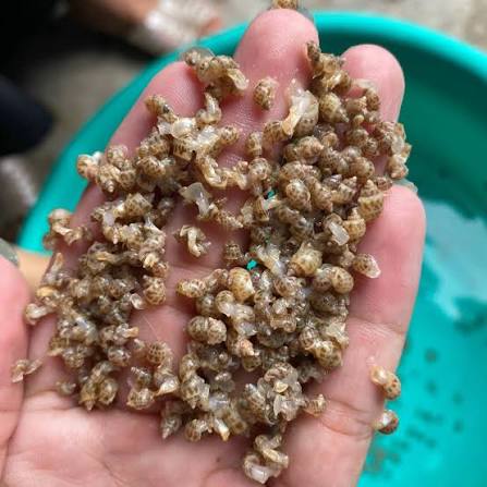 Ốc Hương Giống Ninh Thuận... - Ốc Hương Giống Ninh Thuận