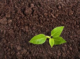 soil for plants ile ilgili görsel sonucu