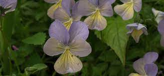 This offer applies to economy shipping only for orders shipped within the lower 48 states; 10 Quick Blooming Flowers To Grow From Seed