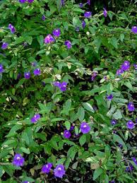 Image result for Browallia americana