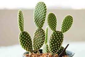 Cacti and succulent plants come in a variety of types, sizes, shapes, and colors. 55 Types Of Succulents Cacti Growing Tips And Photos Trees Com
