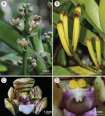 Image result for Acampe