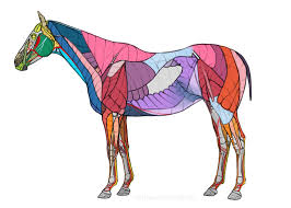 We did not find results for: Horse Anatomy For Artists Skeleton And Muscle Diagrams Monika Zagrobelna
