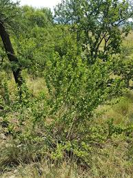 Image result for Hibiscus subreniformis