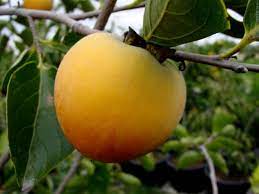 Plant the trees 20 feet (6 m.) apart or so; How To Plant And Grow A Persimmon Tree Hgtv