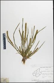 Image result for Elytrophorus spicatus