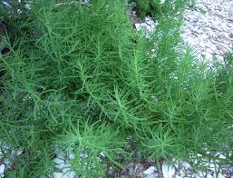 Image result for Suaeda plumosa