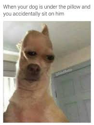 Lemme Get Your Attenion Your Amazing Thanks For Reading This Funny Animal Memes Funny Relatable Memes Funny Memes