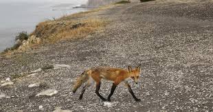 Wildlife corridor planned for Palos Verdes Peninsula