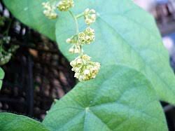 Image result for Cissampelos torulosa