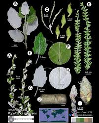 Image result for Populus ×  canescens