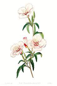 Wine Stained Godetia From Edwards Rsquo S Botanical Register 1829 Mdash 1847 By Sydenham Edwards J Botanical Flowers Print Digital Flowers Botanical Flowers