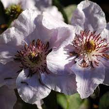 Once established clematis need 1 inch of water on average each week. Still Waters Clematis Still Waters Online Kaufen