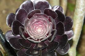 Order succulents online from our shop today. Black Succulents Add A Spooky Touch To Your Indoor Fall Decor
