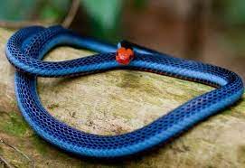 Blue Malayan Coral Snake Jpg 564 388 Coral Snake Colorful Snakes Beautiful Snakes
