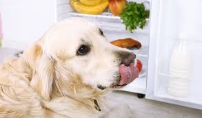 Lebensmittel Fur Menschen Gefahrlich Fur Den Hund