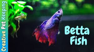 So, i suggest guppies if you want to breed fish. Betta Fish And Guppy Community Tank Vlog Youtube
