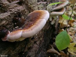 Image result for Ischnoderma resinosum