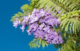 Image result for Jacaranda mimosifolia
