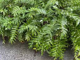 Image result for Combretum falcatum